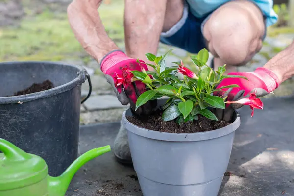 Bahçıvan pembe eldiven takıyor, dipladenia ya da mandevilla ekiyor, yakındaki kovanın toprağını kullanıyor ve su kabını kullanıma hazır hale getiriyor.