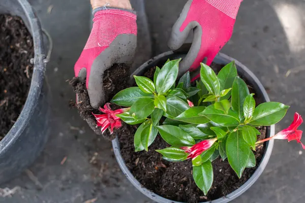 Eldiven giyen bir bahçıvan gri halıdaki çok amaçlı saksı toprağını kullanarak kırmızı çiçekli bir Dipladenia Sandavilla 'yı temsil eder.