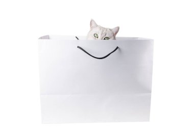 Yeşil gözlü gümüş İskoç heteroseksüel kedi beyaz arka planda izole edilmiş siyah halat saplı beyaz karton alışveriş çantasından dışarı bakar ve sevimli ve eğlenceli bir sahne yaratır.,