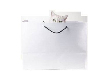 Yeşil gözlü gümüş İskoç heteroseksüel kedi beyaz arka planda izole edilmiş siyah halat saplı beyaz karton alışveriş çantasından dışarı bakar ve sevimli ve eğlenceli bir sahne yaratır.,
