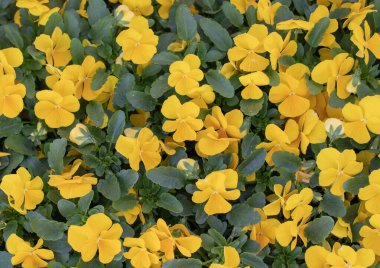 Sayısız çiçek açan sarı hanım evlatları parlak ve neşeli bir çiçek arkaplanı oluşturuyor. Parlak taç yapraklarıyla bahar atmosferi yayıyorlar..