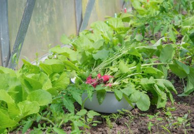 Taze koparılmış turplarla dolu büyük bir diş minesi kasesi polikarbonat serasında duruyor, organik tarım kavramı.,