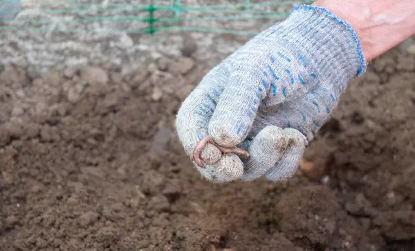 Eldiven giyen bahçıvan, gübreleme ve toprak sağlığını iyileştirmek, bahçıvanlığa doğal ve sürdürülebilir yaklaşımı teşvik etmek için gerekli olan bir avuç solucan tutuyor.,