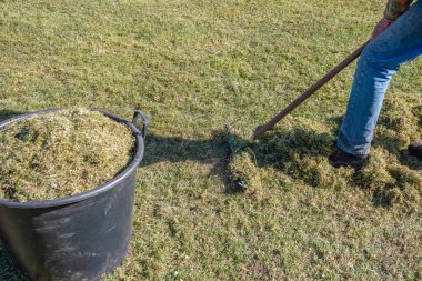 Deneyimli bahçıvan demir tırmıkla çimleri tarıyor ve bahçe kovasına yosun ve kuru ot koyuyor. Baharın başında mevsimsel bahçe bakımı kavramı.,