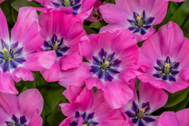 Mor merkezli pembe laleler, Hollanda 'dan gelen, bahar başlangıcını simgeleyen parlak ve renkli bir çiçek aranjmanı oluşturur.,