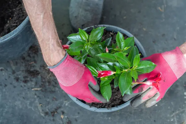 Bahçıvan, kırmızı çiçekli bahçe olan Mandevilla ya da Dipladenia Sandavilla 'yı kökleri, bahçe tasarımı konsepti ve teras için bitki yetiştirme alanlarına sıkıştıran saksı toprağına naklediyor.
