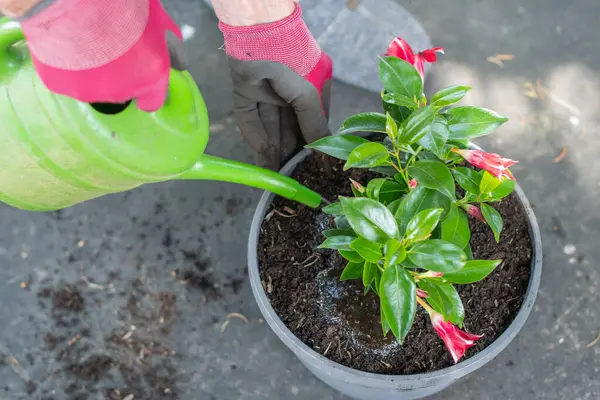 Eldiven giyen bahçıvan renkli bir saksı olan Dipladenia mondevilla 'yı yeşil bir sulama tenekesi ile sulayıp, çok amaçlı gübrelerle besleyip, yaz bitkileriyle ilgilenir.