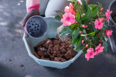 Bahçıvan pembe bağbozumlarını yeniden ekiyor. Bitkileri dekoratif ekiciye dönüştürüyor. Halıya serilmiş aletler, mevsimlik bahçe konsepti.,