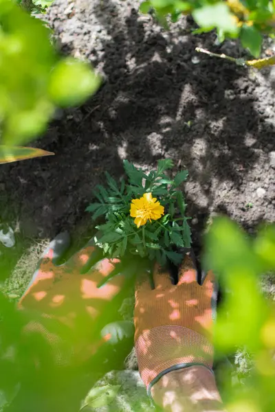 Turuncu eldiven giyen bahçıvan, güneşli bir günde verimli bir bahçe toprağına parlak sarı kadife tohumu eker ve peyzaj tasarımı kurallarına uyar.,