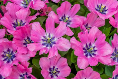 Mor merkezli çiçek açan pembe laleler, baharın başlangıcını sembolize eden parlak ve renkli bir çiçek düzeni oluşturur.,