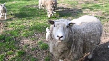 Yeşil bir çayırda huzur içinde otlayan koyunlar, yeşil otlaklar ve sakin bir çiftlik ortamı ile huzurlu bir otlak sunuyor, anneler kuzuları sütle besliyor.