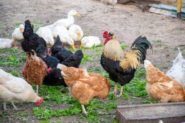 Horoz, tavuklar ve ördekler, uçurumlar ve parlak bir çiftlikteki çimenler için yiyecek güneşli bir günün sıcaklığında güneşlenen kırsal yaşamın özünü somutlaştıran yumurta ve beslenme için kümes hayvanları kavramı
