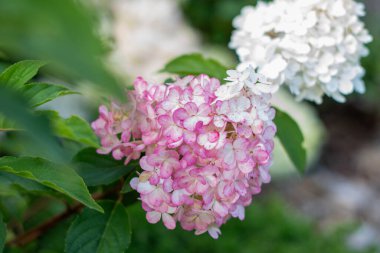 Vanille Çiçeği 'nin pembe ve beyaz çiçekleri bahçeyi süslüyor. Narin güzelliklerini vurguluyor ve manzaraya zarafet katıyor. Yumuşak bir çiçek arkaplanı oluşturuyor.,