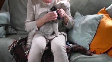 Yumuşak yastıklarla rahat bir koltukta oturan kadın gümüş bir İskoç Heteroseksüel kedinin boynuna dikkatlice bir GPS takip cihazı takıyor ve parka gitmeye hazırlanıyor., 