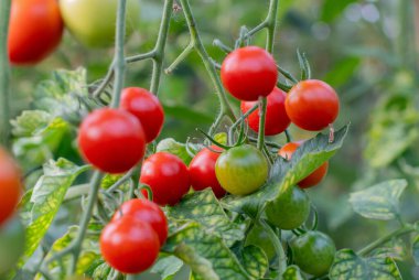 Bir saptan sarkan canlı kırmızı ve yeşil kiraz domates kümesi, kontrol altındaki sera koşulları altında meyve büyümesinin aşamalarını göstermektedir.,