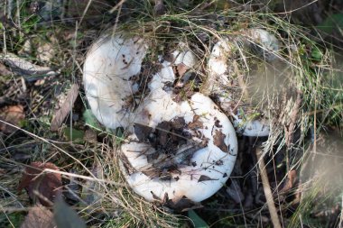 Doğal zemin örtüsünden çıkan yabani süt mantarları, kurumuş çimenler ve dağınık sonbahar yapraklarıyla harmanlanarak orman ekosistemlerini ve doğa döngüsünü gözler önüne serer.