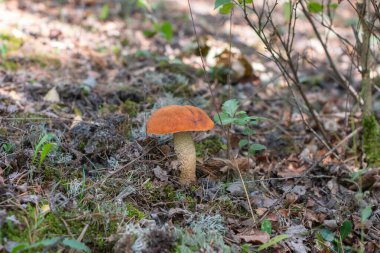 Portakal aspen bolete, Leccinum aurantiacum lat. Orman zemininde, parlak turuncu başlık yosun, yapraklar ve dallar, sessiz sonbahar arayışı ve orman yalnızlığını çağrıştırıyor.,