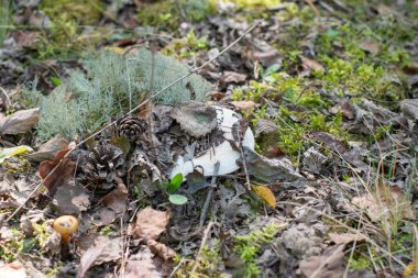 Çam kozalaklarının altından çıkan süt mantarı ve çürüyen sonbahar yaprakları, yosun, liken ve doğal orman elementleriyle çevrili, büyüme ve vahşi yaşamı simgeler.