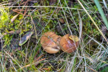 İki kaygan, kahverengi kaplama tereyağı mantarı orman zemininde yeşil yosunlar ve solmuş otlarla çevrili olarak büyür ve yiyecek arama mevsiminde vahşi ormanın nemli sonbahar ortamının tadını çıkarırlar..