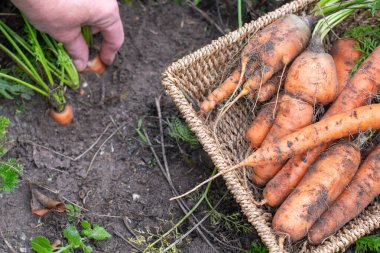 Hand harvesting fresh, organic carrots directly from the garden soil, a woven basket filling with the healthy, homegrown vegetables, depicting sustainable agriculture and natural food