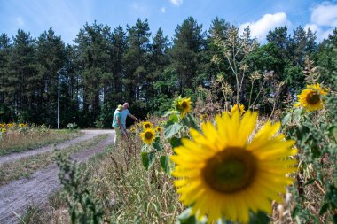 Couple walking through a vibrant sunflower field enjoying a summer day in the countryside, exploring nature along a dirt path with tall pine trees in the background under a blue sky