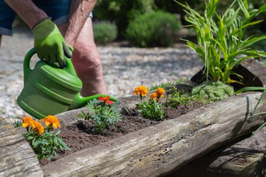 Gardener wearing protective green gloves planting colorful flowers, watering with green can near wooden raised bed under bright sunlight, nurturing garden landscape