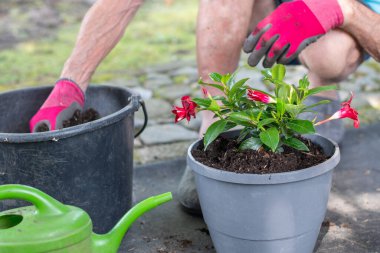Man wearing pink protective gloves transplants red mandevilla flowers into a new gray container with fresh soil, Outdoor gardening concept.