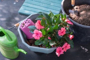 Home gardeners spring potting setup with vibrant pink impatiens, a green watering can, a soil filled bucket, and gardening tools, ready for outdoor planting activity
