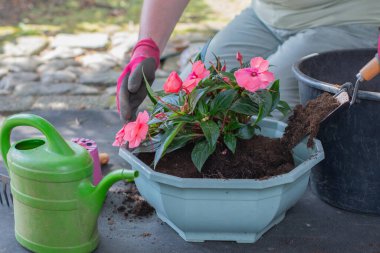 Gardener wearing gloves repotting pink New Guinea impatiens flowers in a light blue octagonal pot, using a small shovel and a black bucket full of soil, with a green watering can near