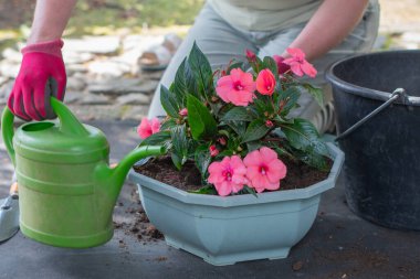 Persons gloved hand holding a green watering can, adding water to a container with freshly potted pink impatiens flowers and soil, enjoying the leisure activity of planting
