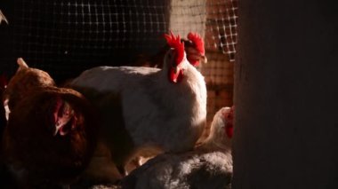 Bu video bir tavuk kümesinde birkaç tavuk gösteriyor, odak noktasında beyaz bir tavuk var. Sabahları güneş ışığı pencereden süzülür ve tavuklar dışarı çıkmayı bekler. Tarım, kümes hayvanları, doğa ve eko-turizm projeleri için ideal.