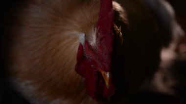 Bir horozun kafasına yakın çekim. Horoz karanlıkta oturuyor, bu da dramatik bir etki yaratıyor ve tüylerinin ve tarağının detaylarını vurguluyor. Doğa, kümes hayvanları ve tarım projeleri için idealdir..