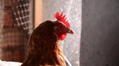 Kahverengi bir tavuğun kafasının yakın plan çekimi ve arka planda diğer tavuklar güneşli bir tavuk kümesinde