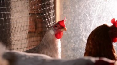 Güneşli bir sabah tavuk kümesinde arka planda diğer tavukların olduğu beyaz bir tavuğun kafasının yakın çekimi.