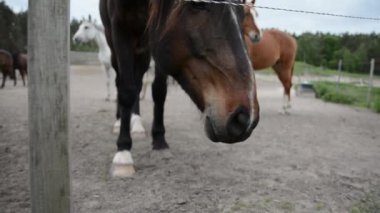 Güneşli bir günde diğer atlar arka planda otlarken, kahverengi bir at çitlere yaklaşıyor, başını eğiyor..