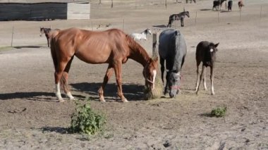 Kahverengi bir at, gri bir kısrak ve arka planda diğer atlarla birlikte çiftliğin ortasındaki bir besleyiciden saman yiyen bir tay..