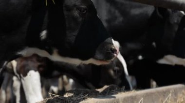 Bir çiftlikteki saman besleyicisinin yanında bir ineğin yüzünün ve başının yakın çekimi, huzurlu bir kırsal alanda onun özelliklerini ve ifadesini vurguluyor..