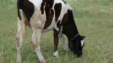 Otlakta otlayan küçük bir buzağı, huzurlu bir kırsal alanda onun nazik ve masum doğasını yakalıyor..