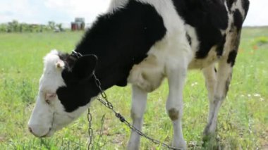Otlakta otlayan küçük bir buzağı, huzurlu bir kırsal alanda onun nazik ve masum doğasını yakalıyor..