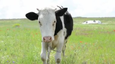 Otlakta otlayan küçük bir buzağı, huzurlu bir kırsal alanda onun nazik ve masum doğasını yakalıyor..