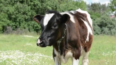 Otlakta otlayan küçük bir buzağı, huzurlu bir kırsal alanda onun nazik ve masum doğasını yakalıyor..