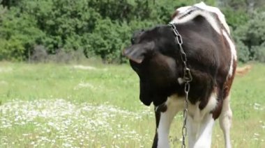 Otlakta otlayan küçük bir buzağı, huzurlu bir kırsal alanda onun nazik ve masum doğasını yakalıyor..