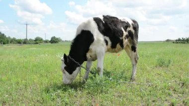 Otlakta otlayan küçük bir buzağı, huzurlu bir kırsal alanda onun nazik ve masum doğasını yakalıyor..