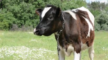 Otlakta otlayan küçük bir buzağı, huzurlu bir kırsal alanda onun nazik ve masum doğasını yakalıyor..