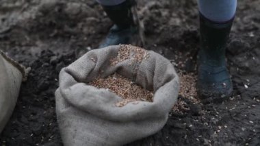 Küçük kız torbadan yere buğday tohumları saçıyor, torbaya yakından bakıyor.