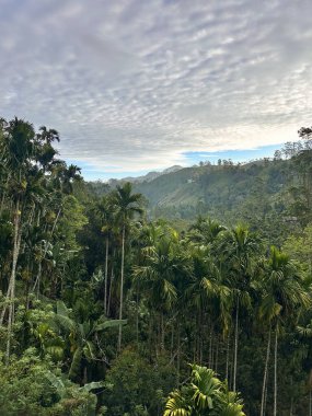 Yüksek palmiye ağaçları ve dağları olan yemyeşil bir tropik vadinin panoramik manzarası.