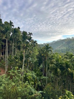 Yüksek palmiye ağaçları ve dağları olan yemyeşil bir tropik vadinin panoramik manzarası.