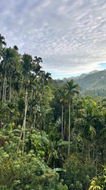 Yüksek palmiye ağaçları ve dağları olan yemyeşil bir tropik vadinin panoramik manzarası.