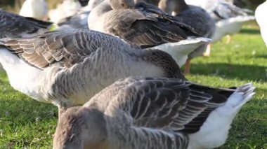 Diğer kazların yanından geçerken yeşil otları kemiren bir kazın yakın çekimi..
