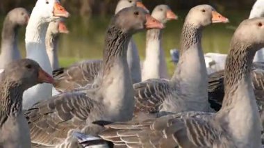 Büyük bir kaz sürüsü, doğal çevrede güneşli bir çayırda yürüyor..